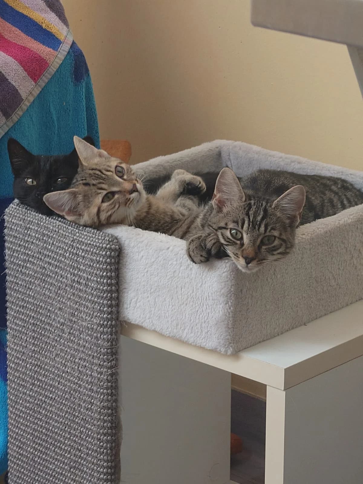 BRUCE, Bruce dunkel getigert, Lee schwarz male Mixed Breed Cat for adoption at Tierheim Krems, Krems