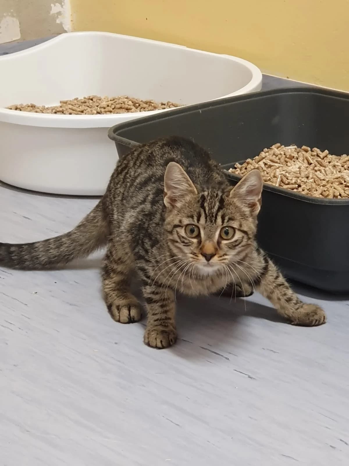 BRUCE, Bruce dunkel getigert, Lee schwarz male Mixed Breed Cat for adoption at Tierheim Krems, Krems — photo 2 of 5