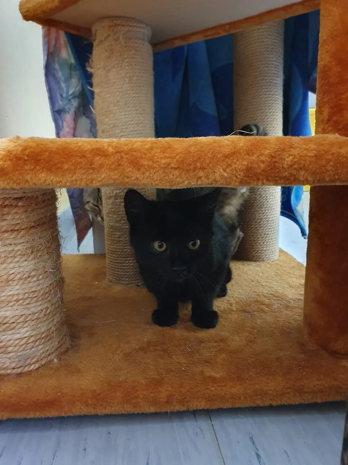 BRUCE, Bruce dunkel getigert, Lee schwarz male Mixed Breed Cat for adoption at Tierheim Krems, Krems — photo 3 of 5