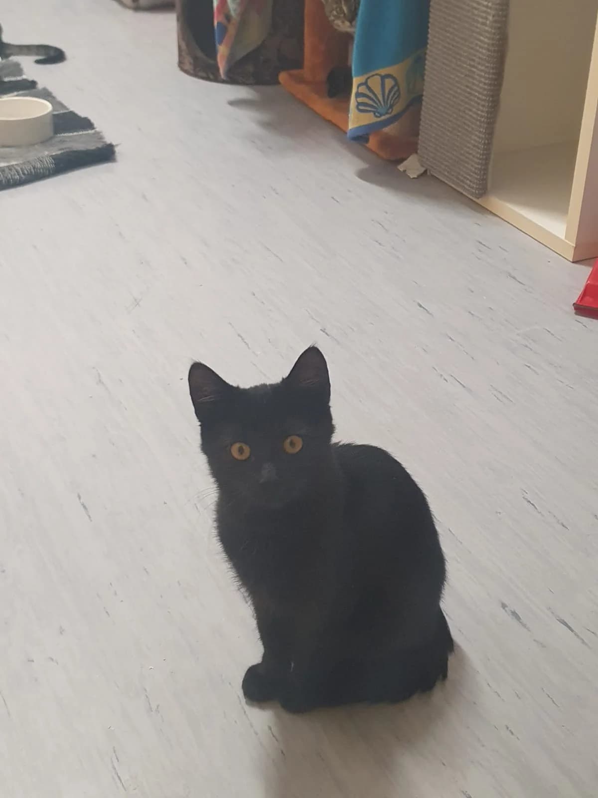 BRUCE, Bruce dunkel getigert, Lee schwarz male Mixed Breed Cat for adoption at Tierheim Krems, Krems — photo 4 of 5