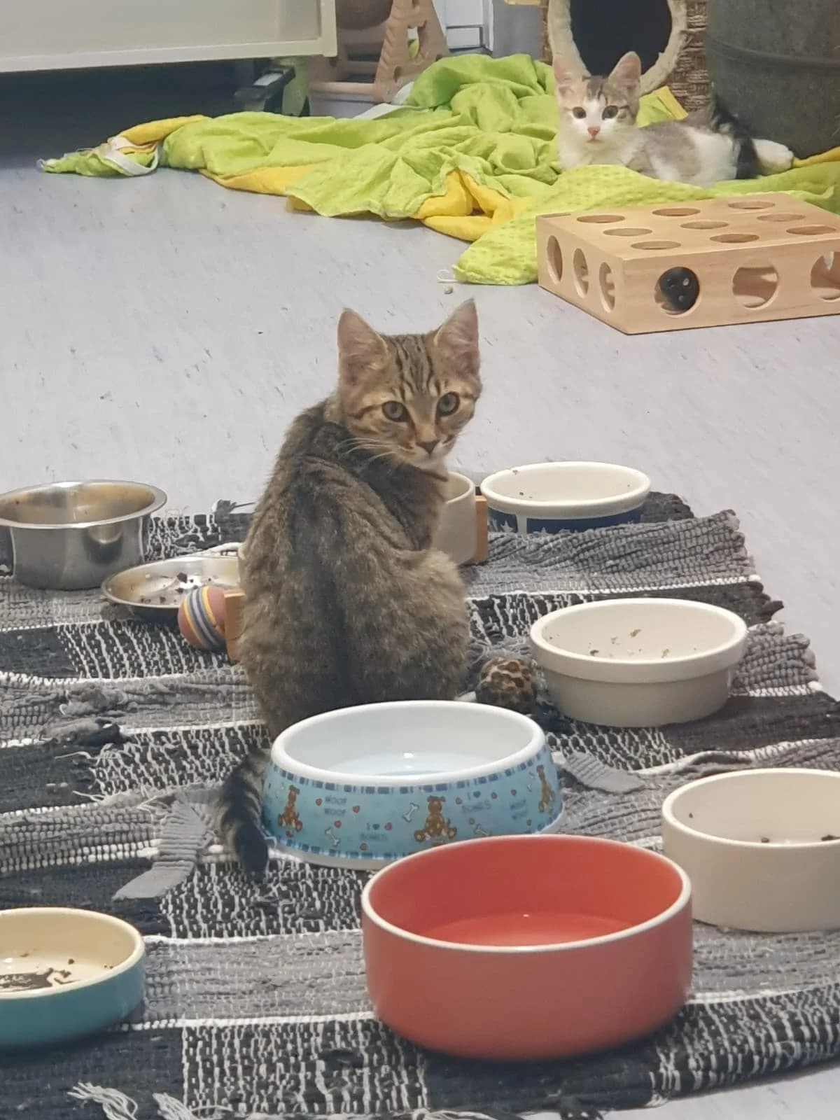 BRUCE, Bruce dunkel getigert, Lee schwarz male Mixed Breed Cat for adoption at Tierheim Krems, Krems — photo 5 of 5