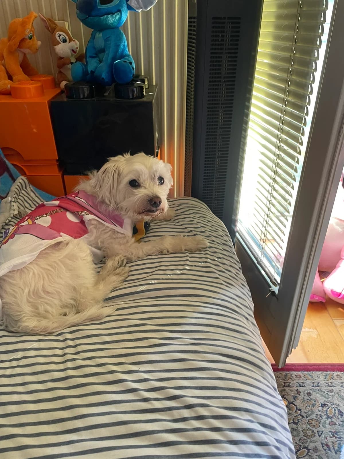 SNOOPY – Tierheim Lochen, male senior Mixed Breed for adoption at Tierheim Krems, Krems an der Donau