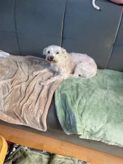 SNOOPY, male Mixed Breed for adoption at Tierheim Krems, Krems — photo 2 of 4