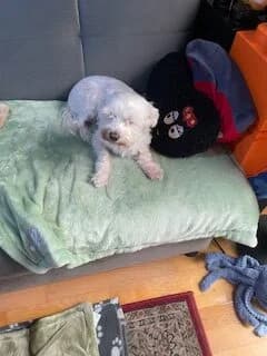 SNOOPY, male Mixed Breed for adoption at Tierheim Krems, Krems — photo 3 of 4