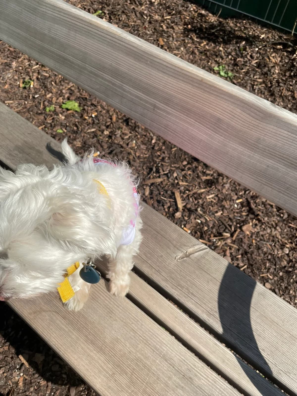 SNOOPY, male Mixed Breed for adoption at Tierheim Krems, Krems — photo 4 of 4