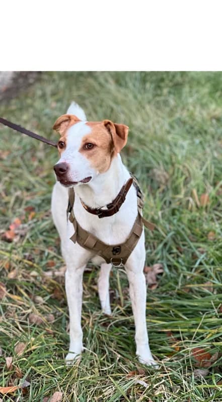 BARNEY, Mixed Breed for adoption at Tierheim Krems, Krems an der Donau