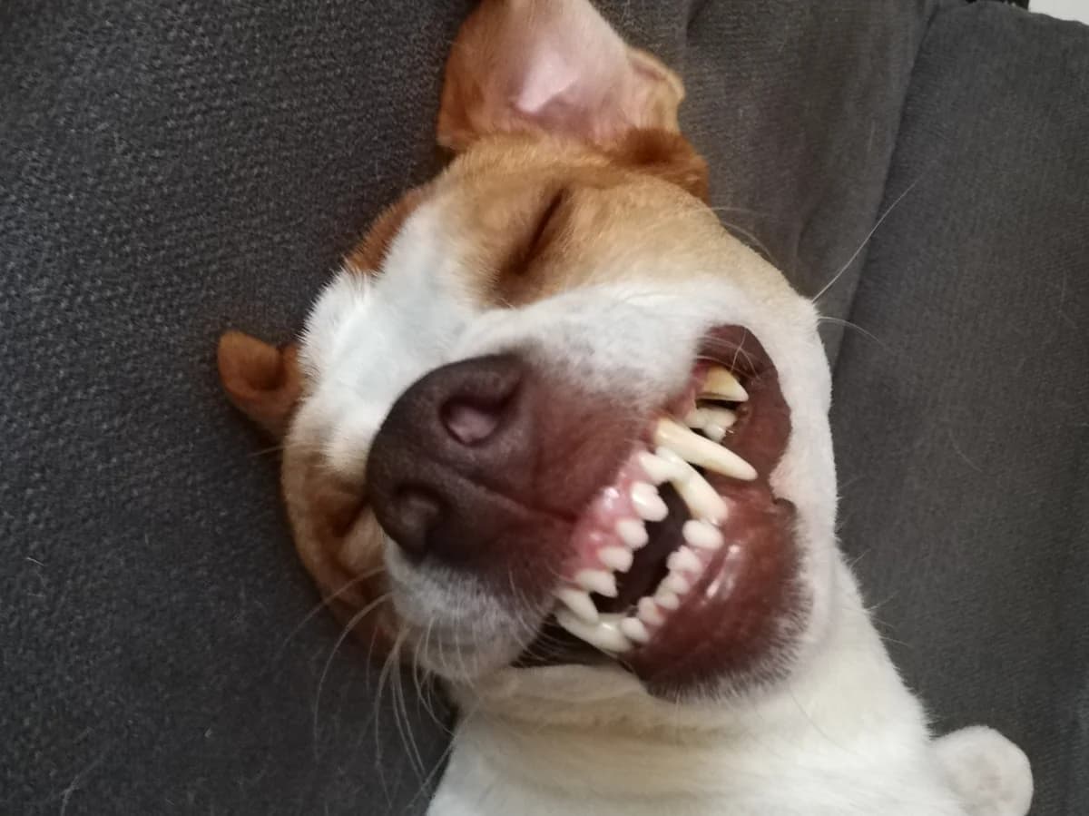 PRIVATVERMITTLUNG BARNEY,  Mixed Breed for adoption at Tierheim Krems, Krems — photo 2 of 5