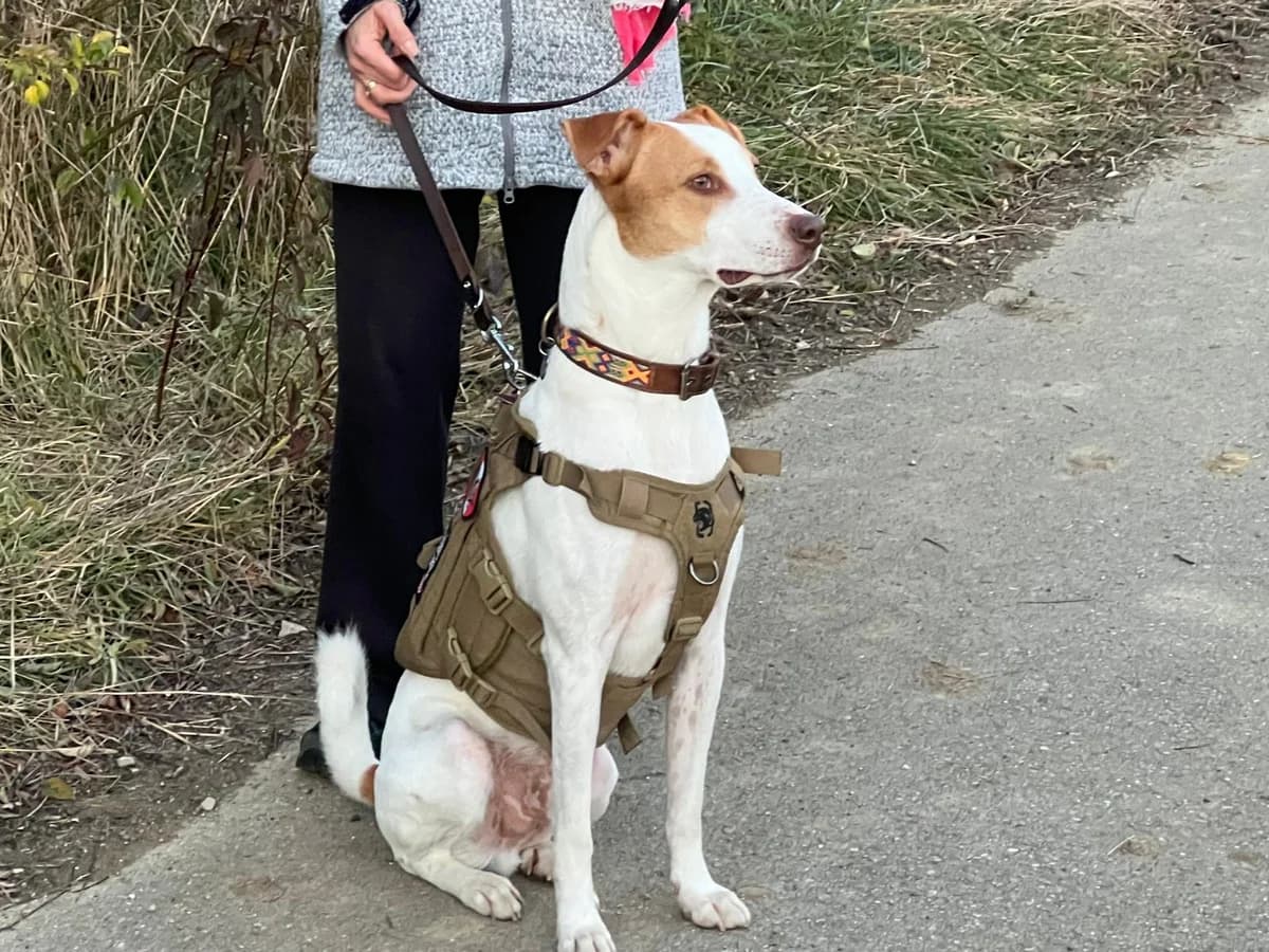 PRIVATVERMITTLUNG BARNEY,  Mixed Breed for adoption at Tierheim Krems, Krems — photo 3 of 5