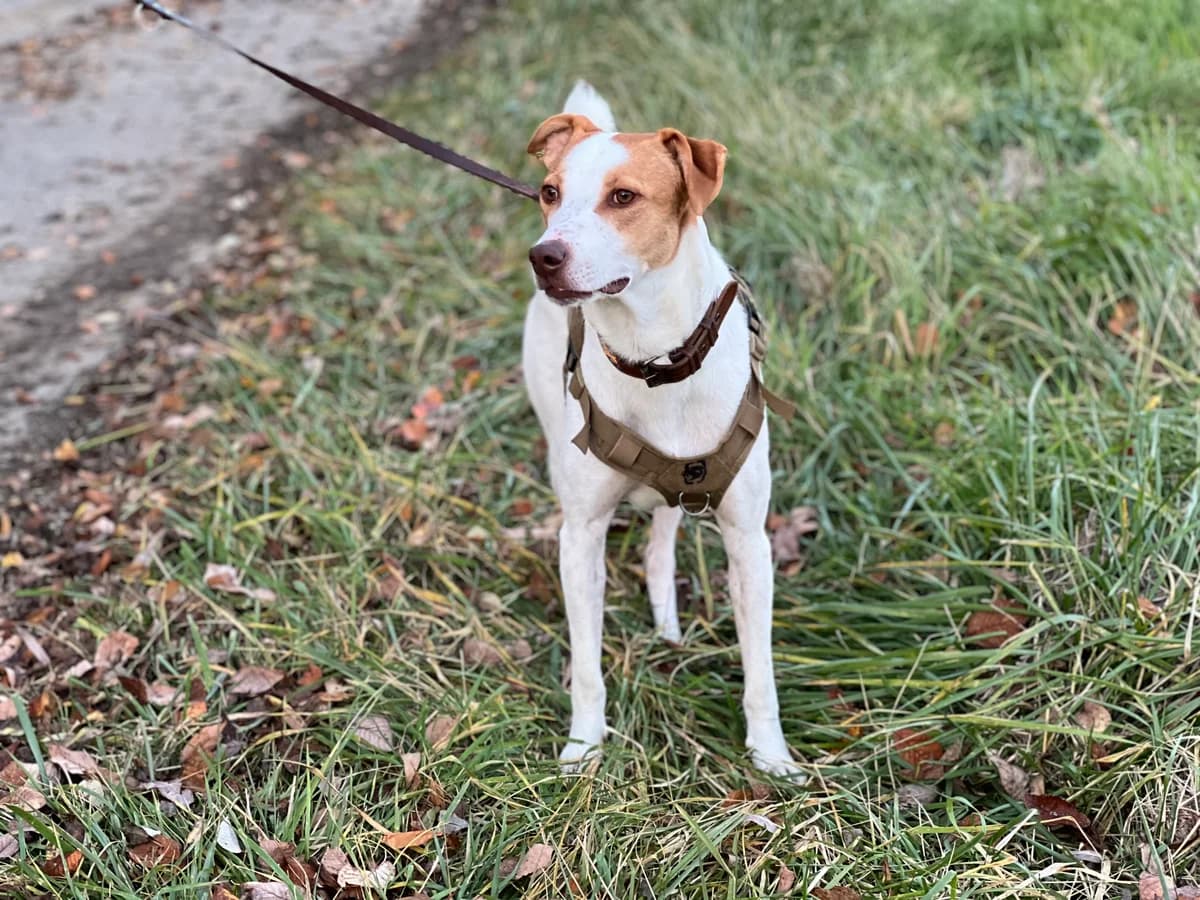 PRIVATVERMITTLUNG BARNEY,  Mixed Breed for adoption at Tierheim Krems, Krems — photo 4 of 5