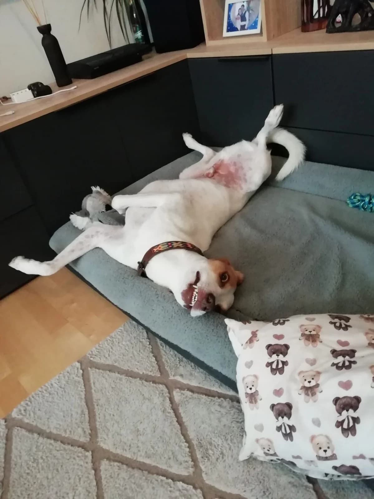 PRIVATVERMITTLUNG BARNEY,  Mixed Breed for adoption at Tierheim Krems, Krems — photo 5 of 5