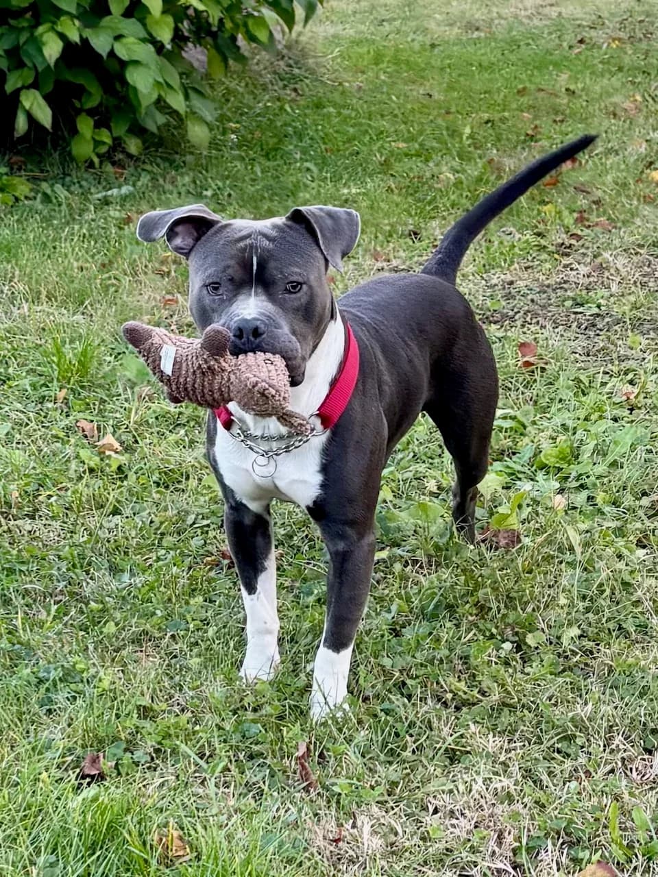 CHICO, male 3yo Staffordshire Bull Terrier for adoption at Tierheim Krems, Krems an der Donau