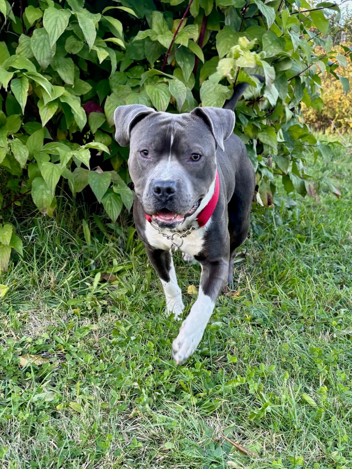 CHICO, male Staffordshire Bull Terrier for adoption at Tierheim Krems, Krems — photo 2 of 7