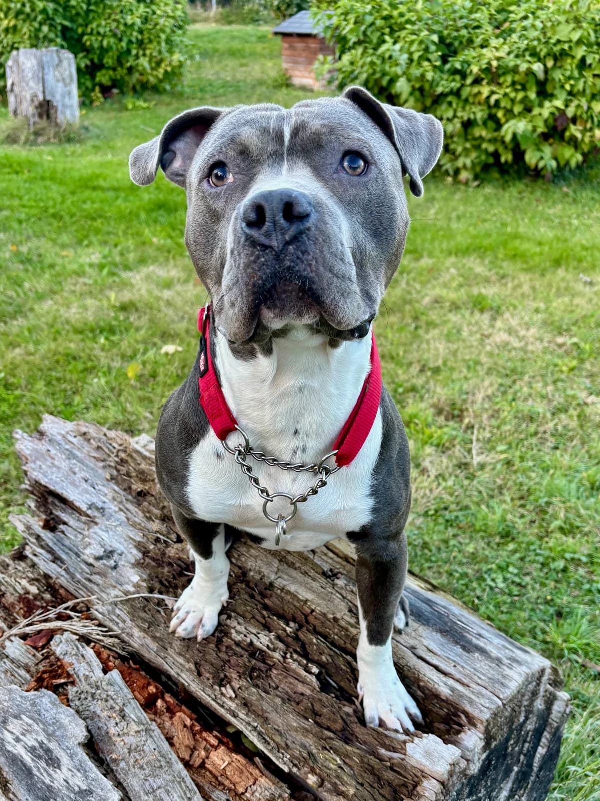 CHICO, male Staffordshire Bull Terrier for adoption at Tierheim Krems, Krems — photo 3 of 7