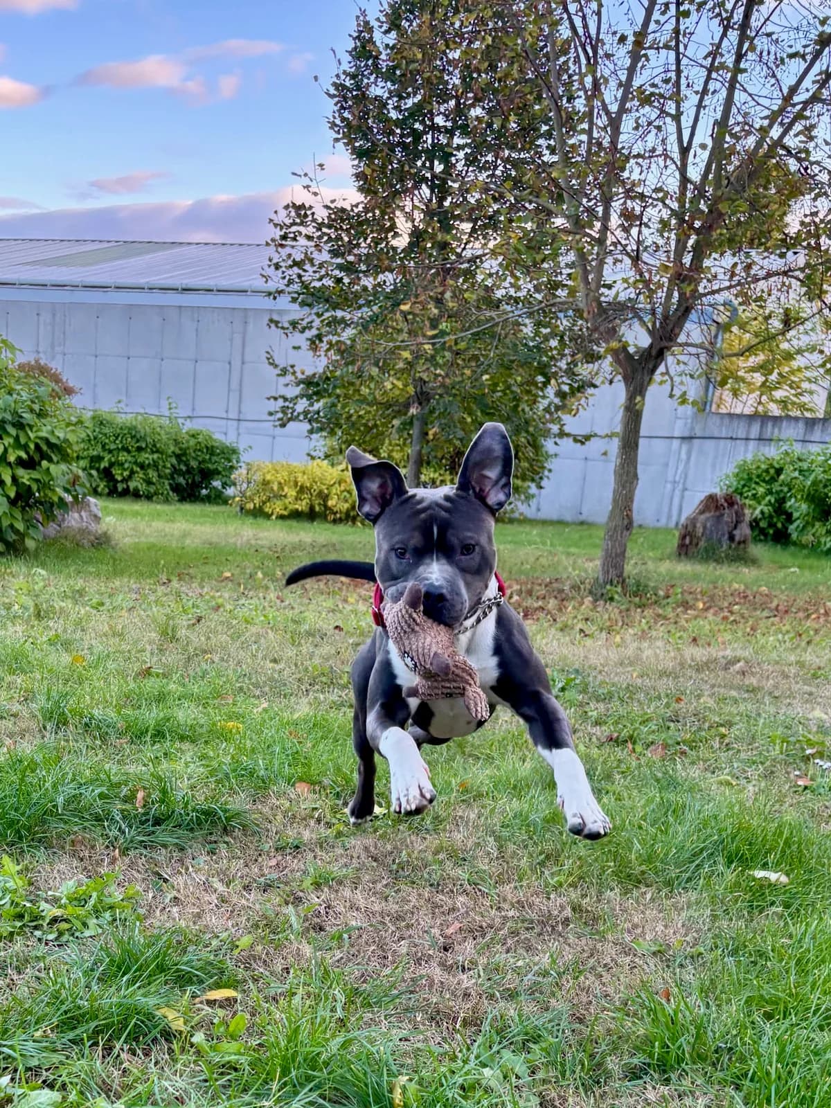 CHICO, male Staffordshire Bull Terrier for adoption at Tierheim Krems, Krems — photo 4 of 7