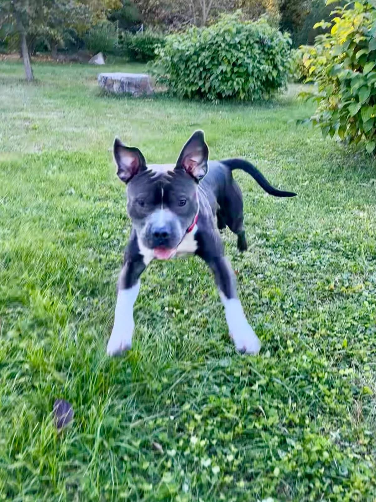 CHICO, male Staffordshire Bull Terrier for adoption at Tierheim Krems, Krems — photo 5 of 7