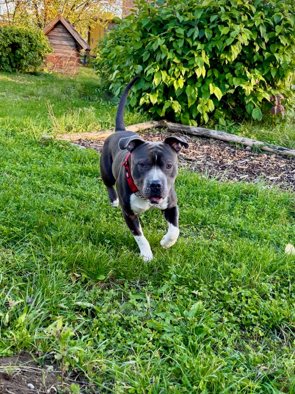 CHICO, male Staffordshire Bull Terrier for adoption at Tierheim Krems, Krems — photo 6 of 7