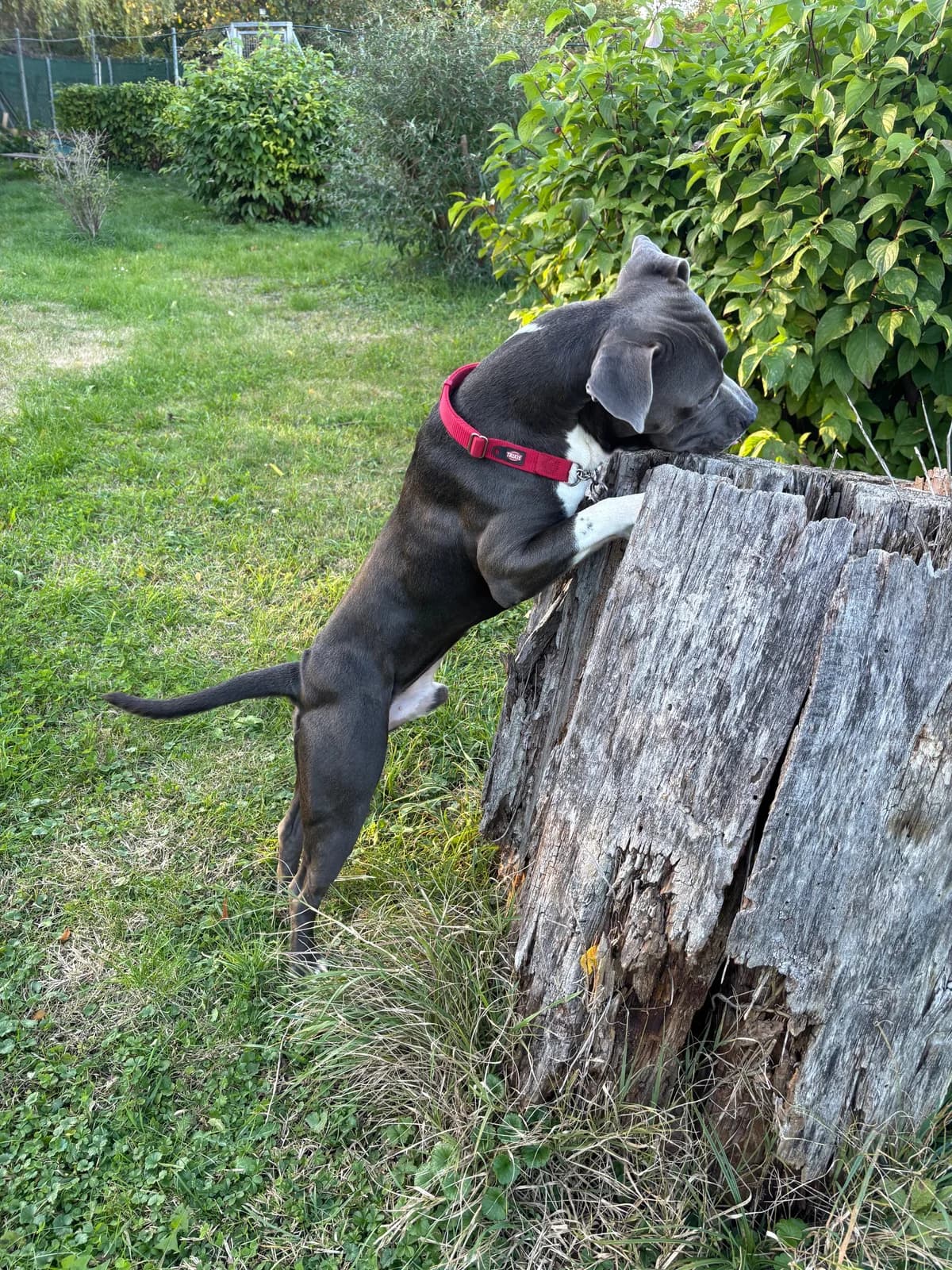 CHICO, male Staffordshire Bull Terrier for adoption at Tierheim Krems, Krems — photo 7 of 7