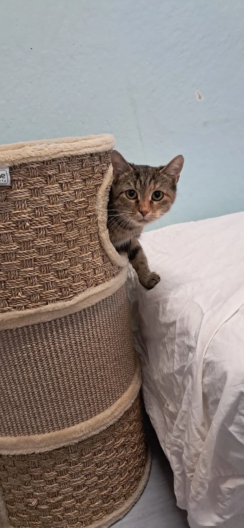 VIKI, getigert female Mixed Breed Cat for adoption at Tierheim Krems, Krems