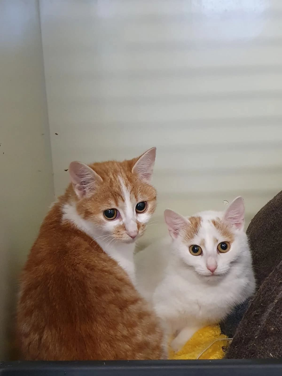 AYUMI & PAUWAU, rot-weiß female puppy Mixed Breed Cat for adoption at Tierheim Krems, Krems an der Donau