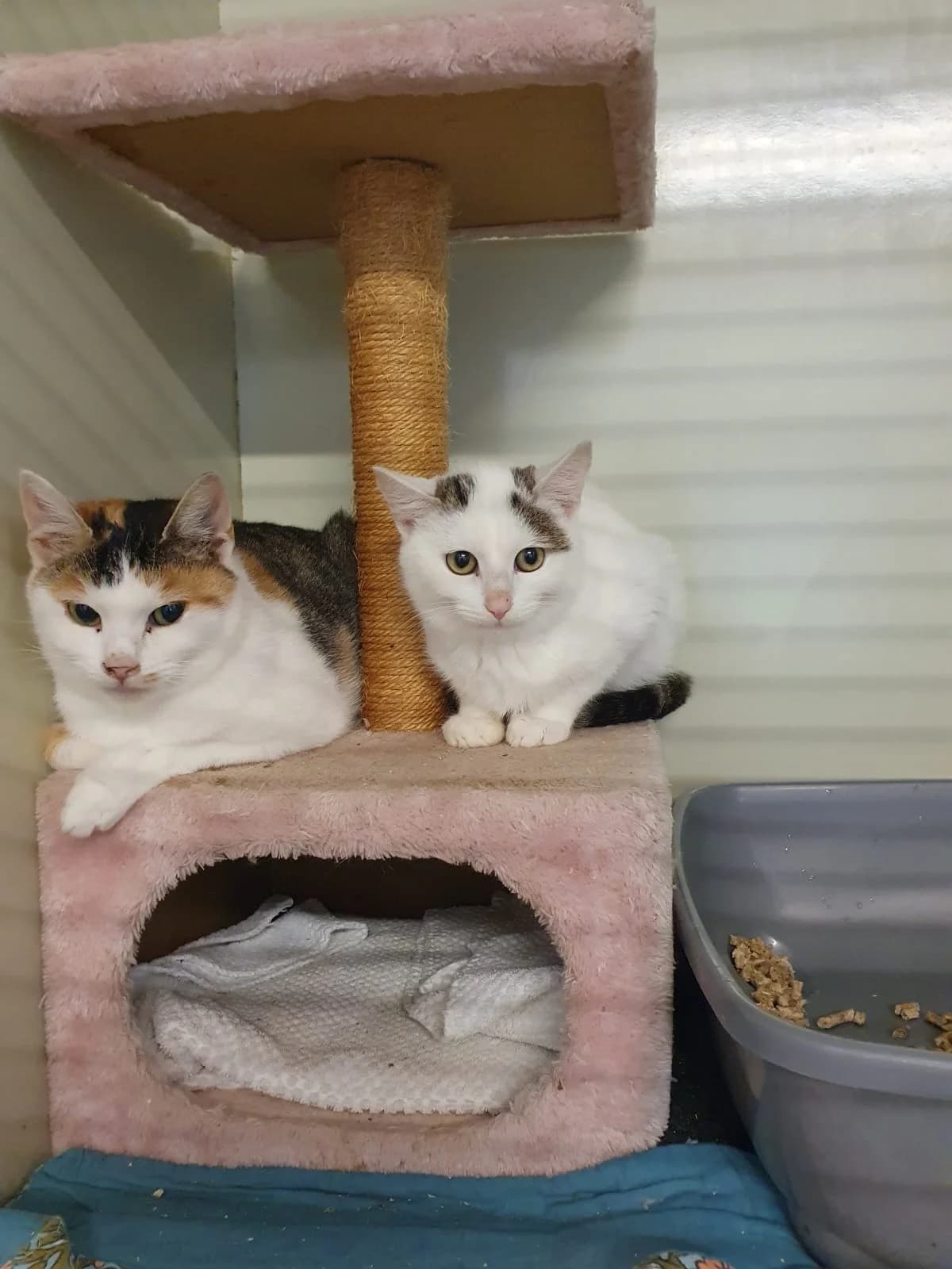 ARMY (vermittelt) & YUMA, Army tricolor Yuma weiß-getigert female young mixed breed for adoption at Tierheim Krems, Krems an der Donau