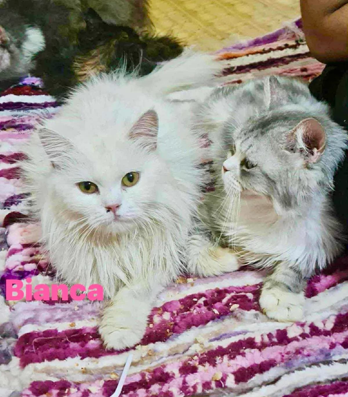 HONEY & FRIENDS, female senior Persian for adoption at Tierheim Krems, Krems an der Donau