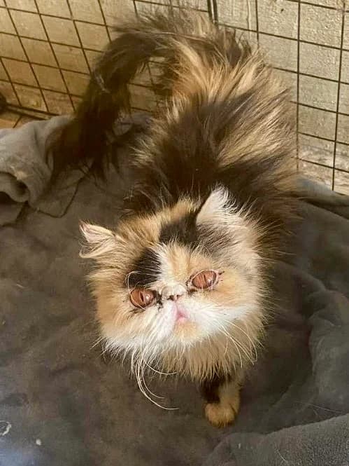 HONEY & FRIENDS, female Persian for adoption at Tierheim Krems, Krems — photo 2 of 8