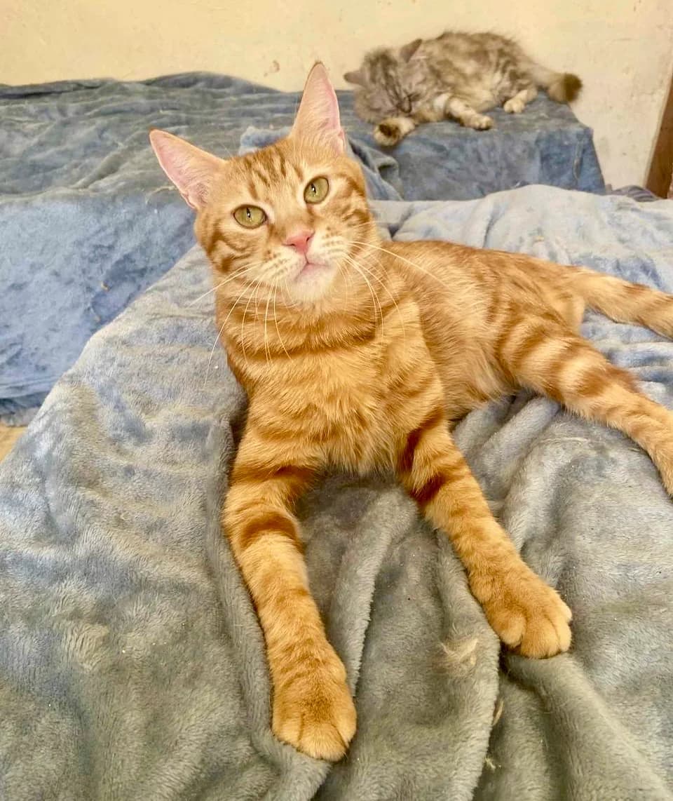 HONEY & FRIENDS, female Persian for adoption at Tierheim Krems, Krems — photo 3 of 8