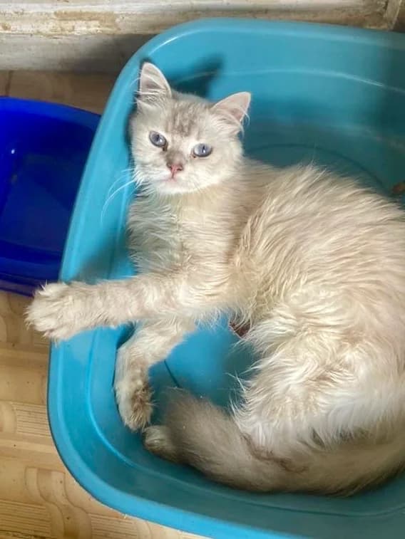 HONEY & FRIENDS, female Persian for adoption at Tierheim Krems, Krems — photo 4 of 8