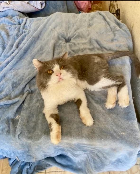 HONEY & FRIENDS, female Persian for adoption at Tierheim Krems, Krems — photo 5 of 8