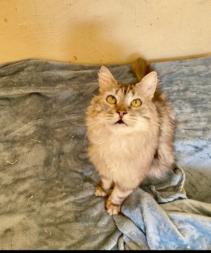 HONEY & FRIENDS, female Persian for adoption at Tierheim Krems, Krems — photo 6 of 8