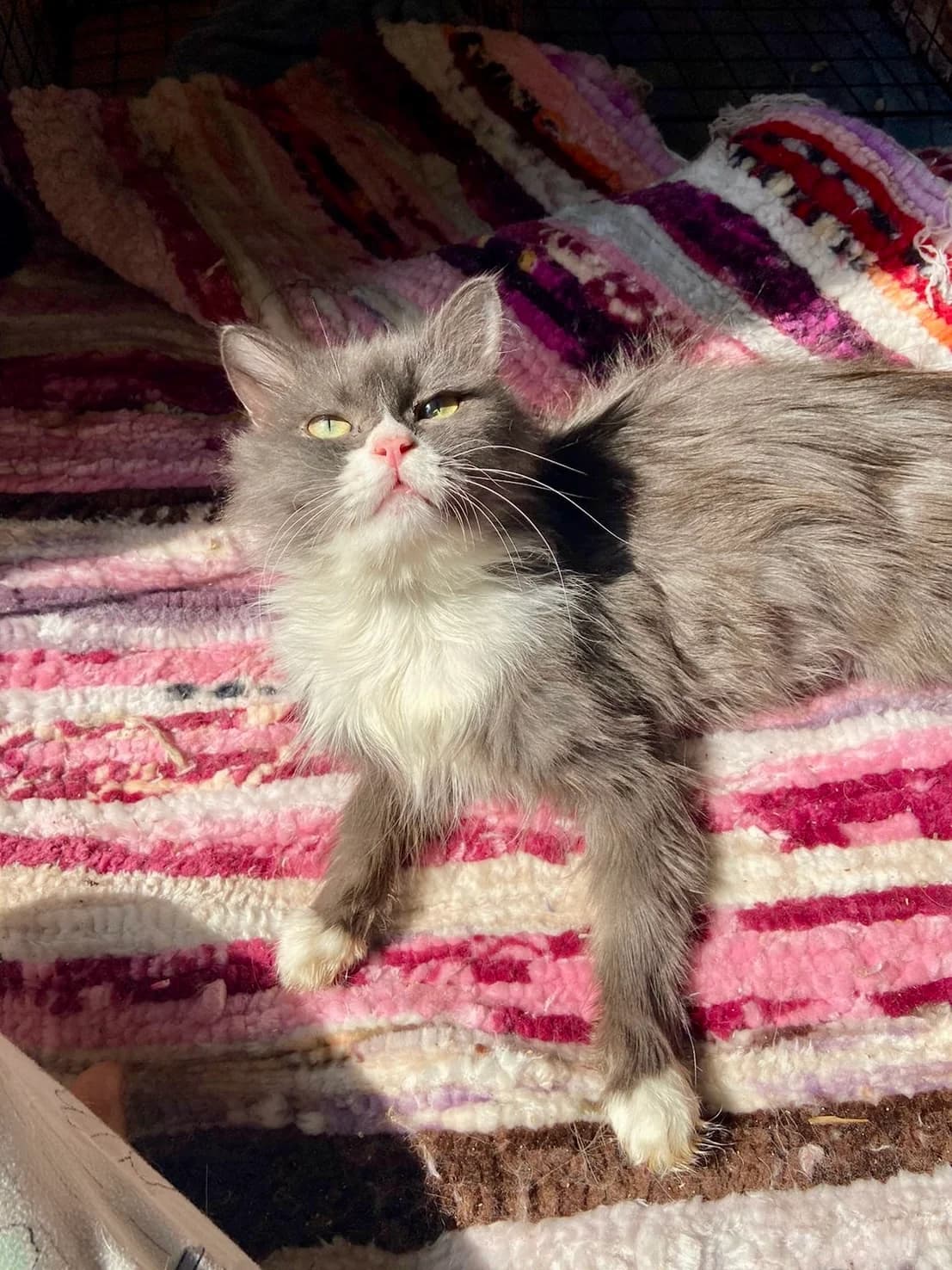 HONEY & FRIENDS, female Persian for adoption at Tierheim Krems, Krems — photo 7 of 8