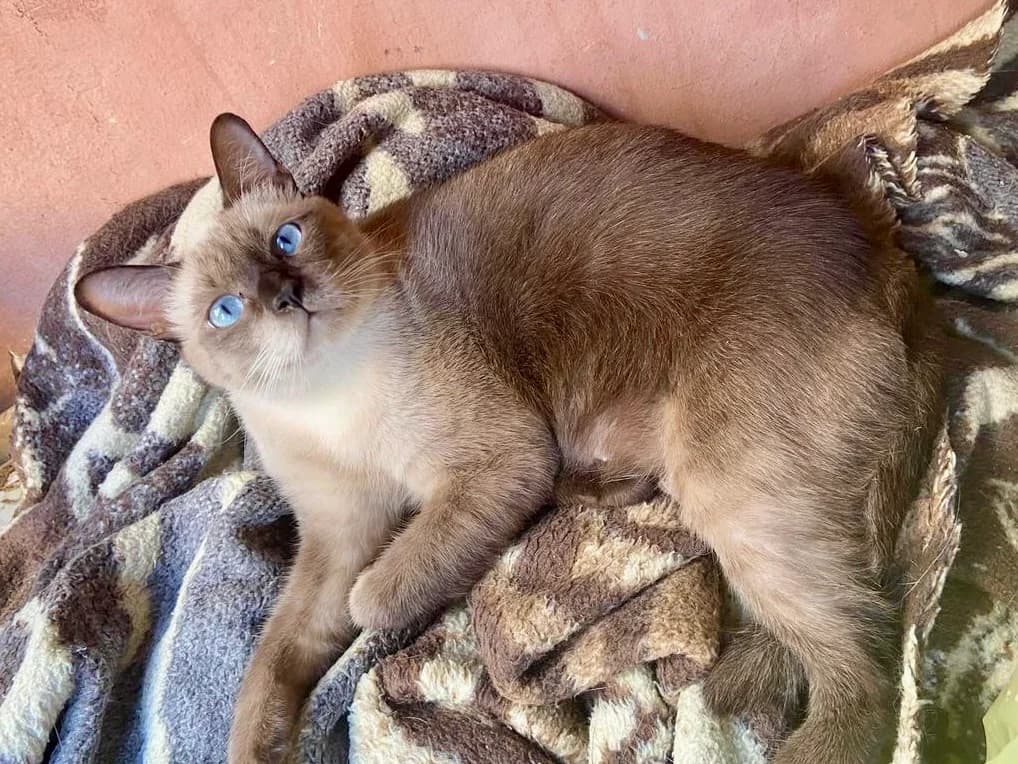 HONEY & FRIENDS, female Persian for adoption at Tierheim Krems, Krems — photo 8 of 8