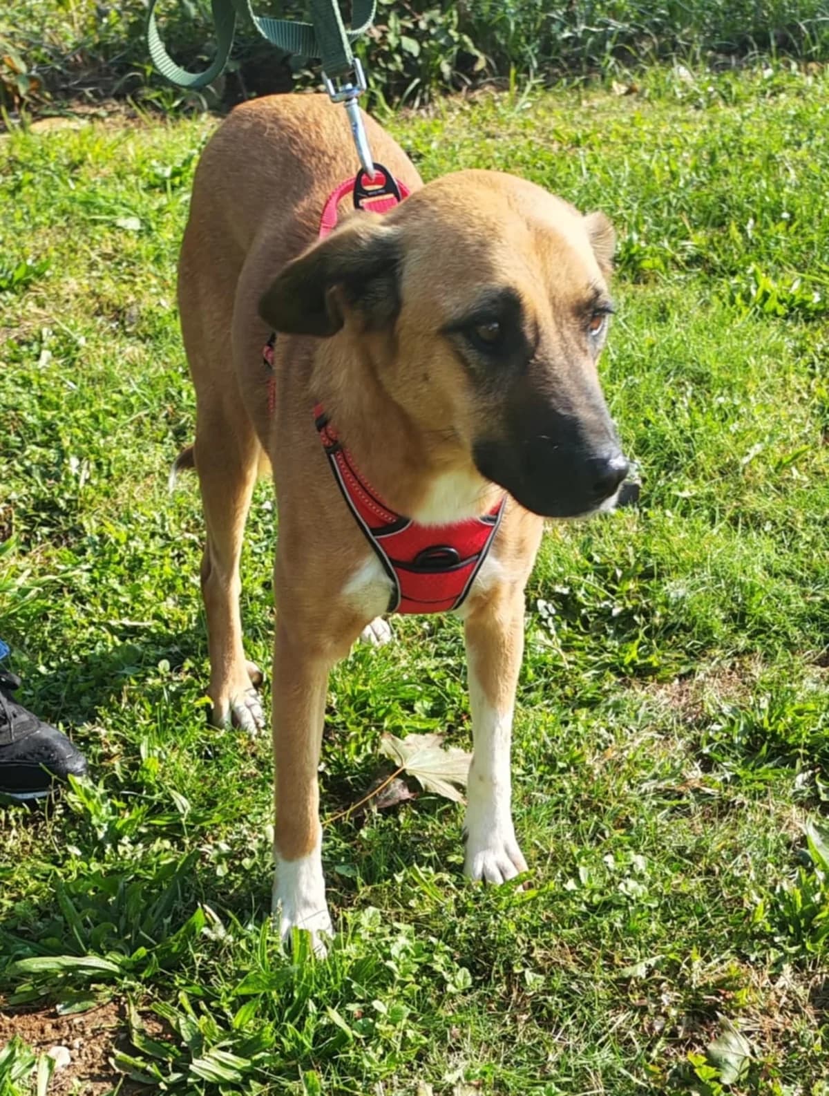 IRA, female Mixed Breed for adoption at Tierheim Krems, Krems