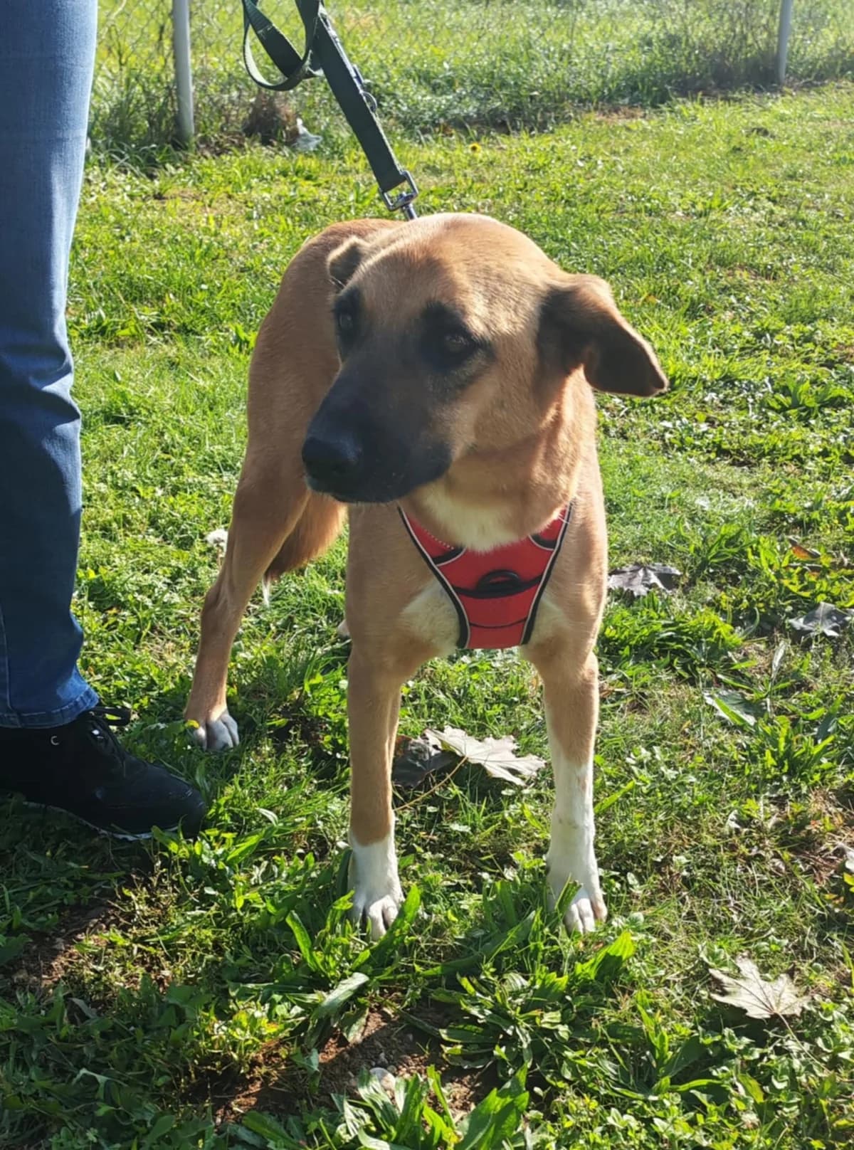 IRA, female Mixed Breed for adoption at Tierheim Krems, Krems — photo 2 of 3