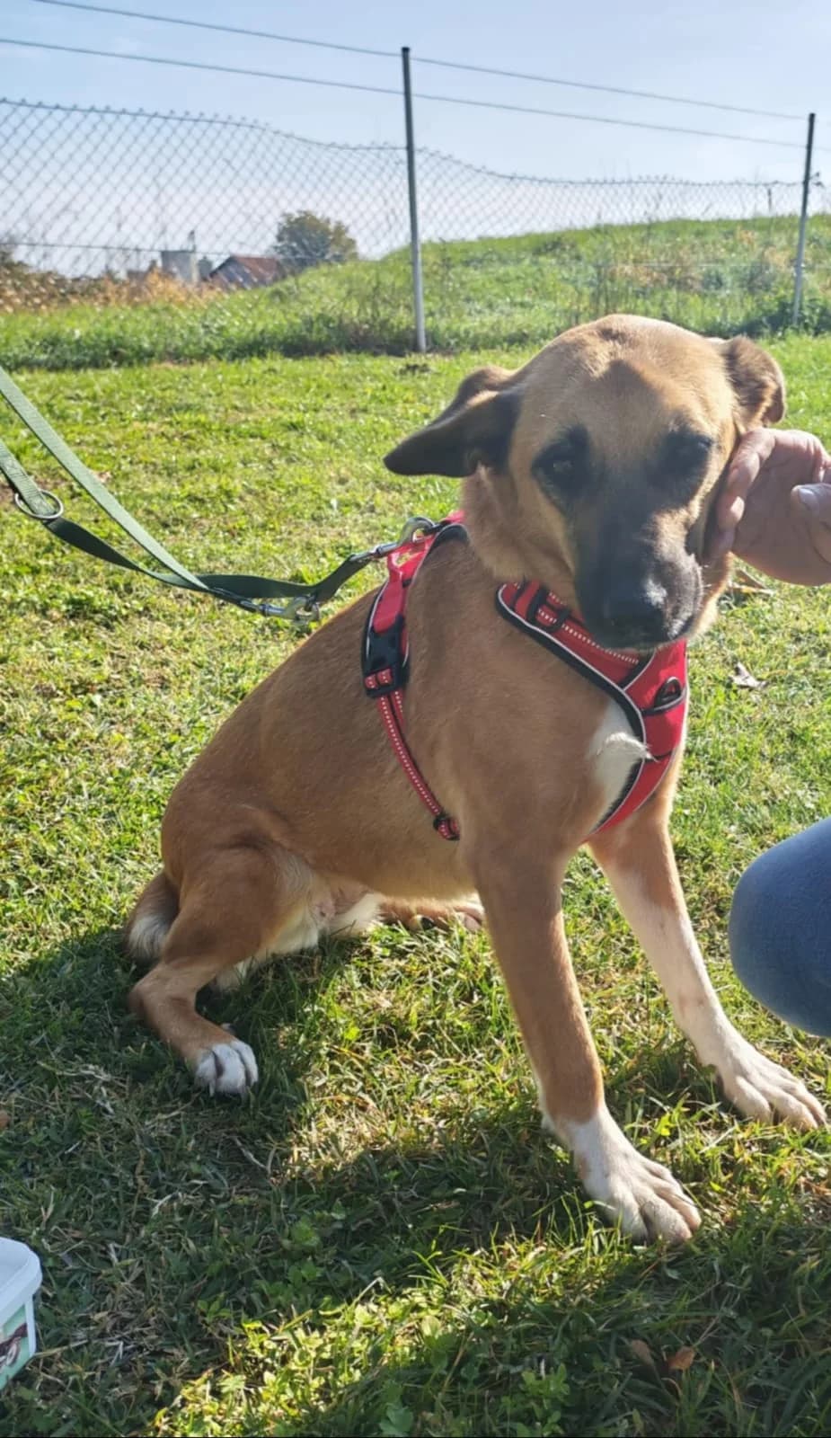 IRA, female Mixed Breed for adoption at Tierheim Krems, Krems — photo 3 of 3