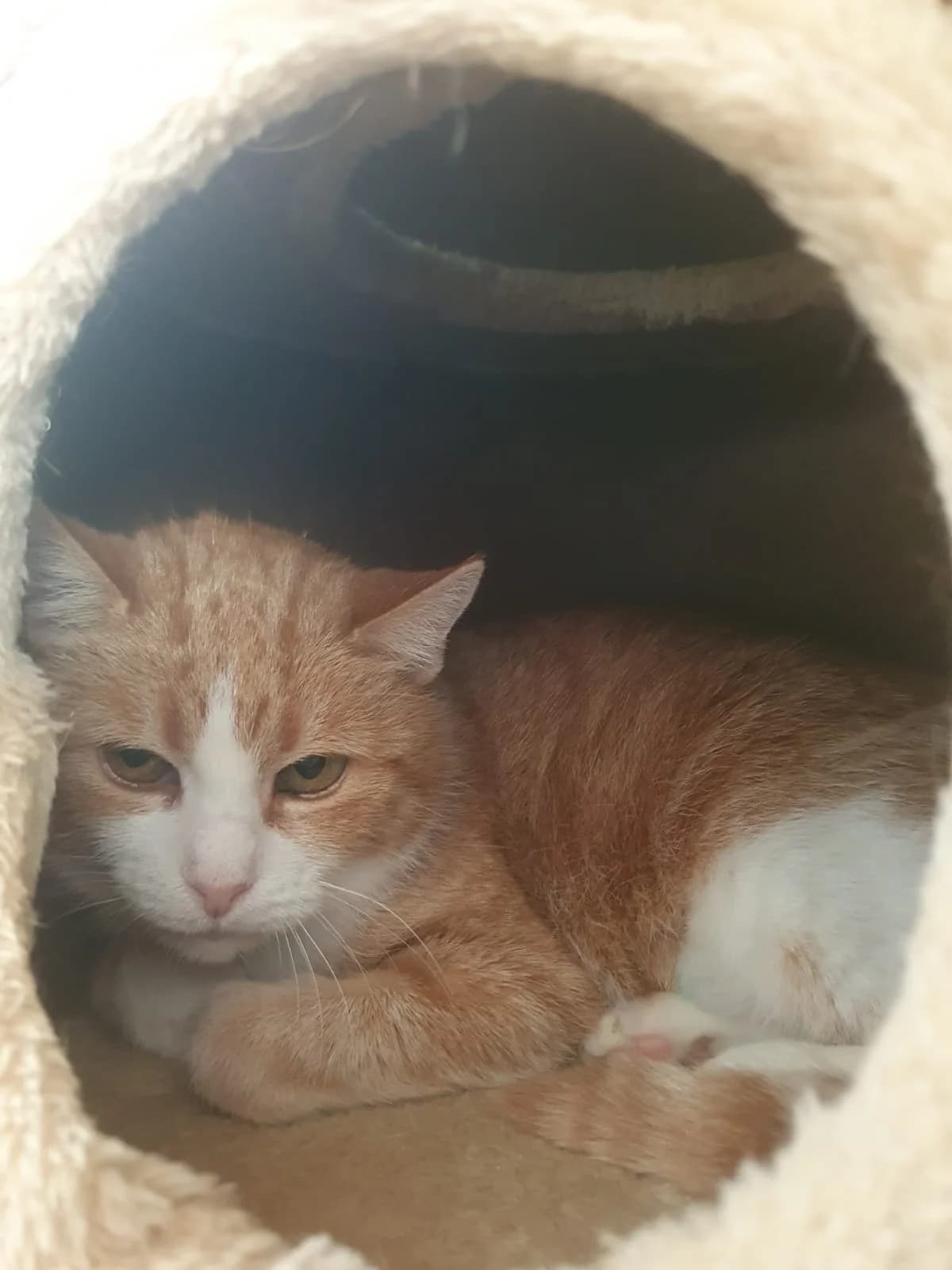 MILENA, rot-weiß female mixed breed for adoption at Tierheim Krems, Krems