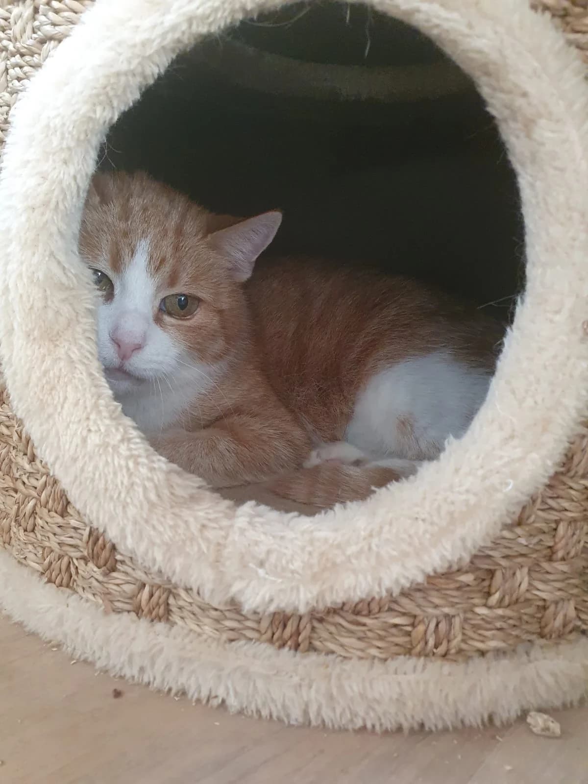 MILENA, rot-weiß female mixed breed for adoption at Tierheim Krems, Krems — photo 2 of 3