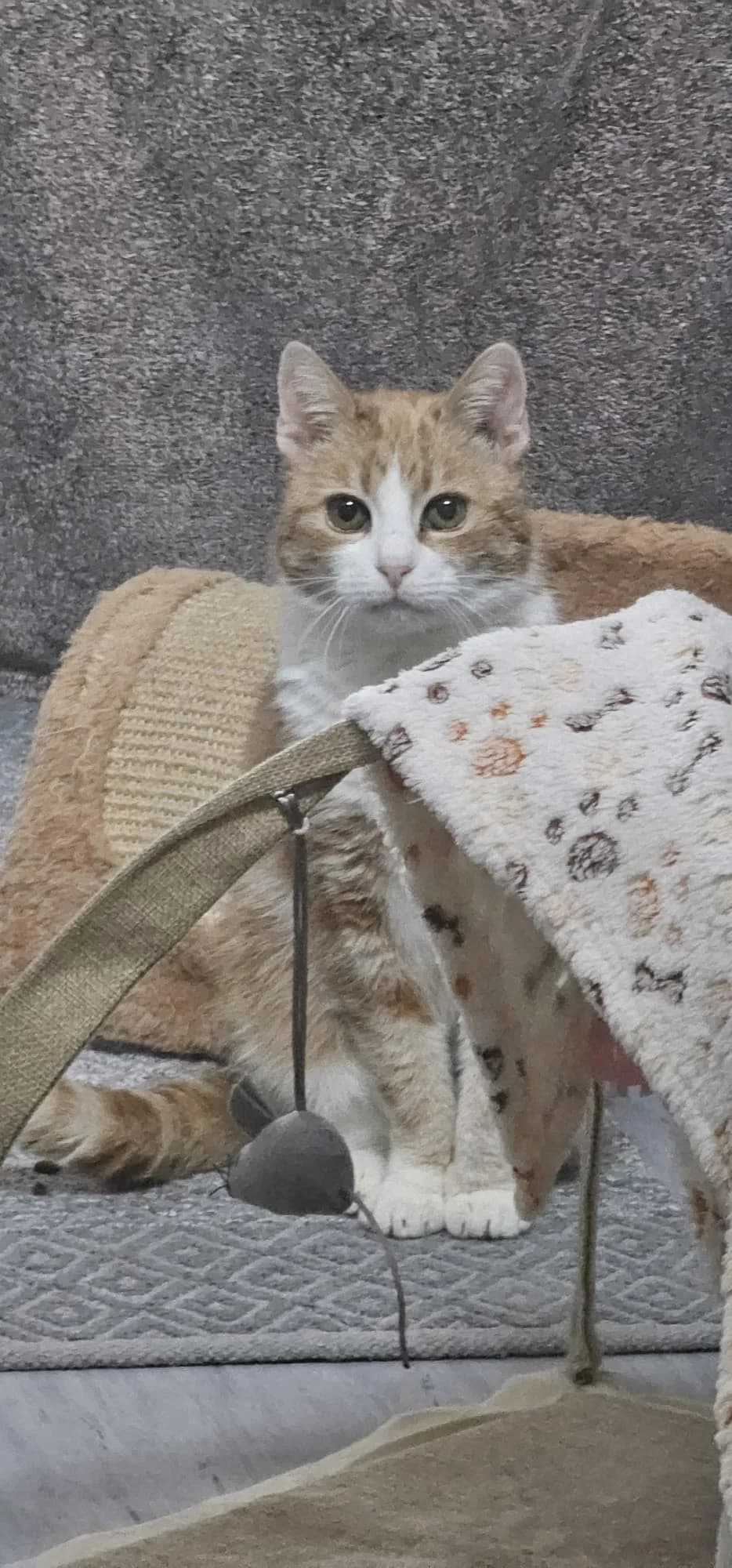 MILENA, rot-weiß female mixed breed for adoption at Tierheim Krems, Krems — photo 3 of 3