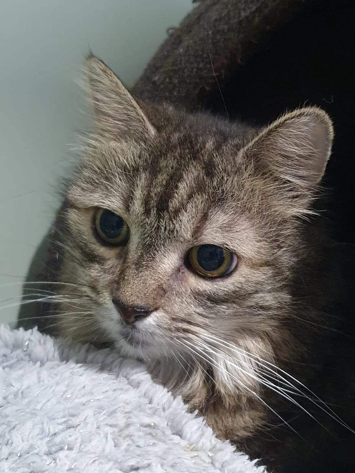 FLOHRI, getigert female mixed breed for adoption at Tierheim Krems, Krems