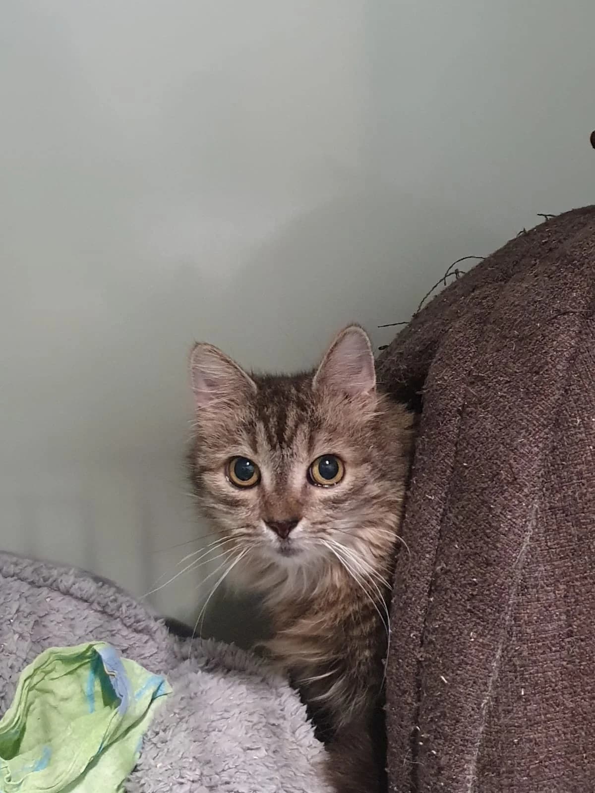 FLOHRI, getigert female mixed breed for adoption at Tierheim Krems, Krems — photo 2 of 4