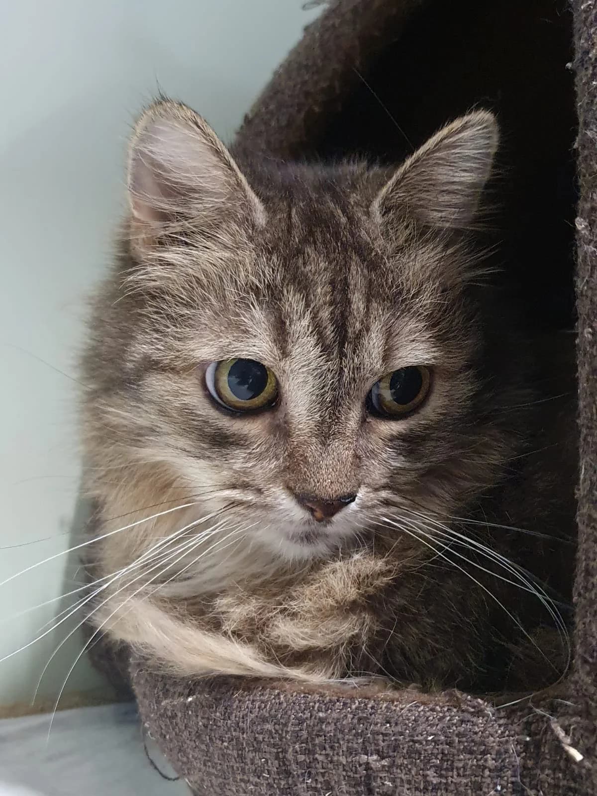 FLOHRI, getigert female mixed breed for adoption at Tierheim Krems, Krems — photo 3 of 4