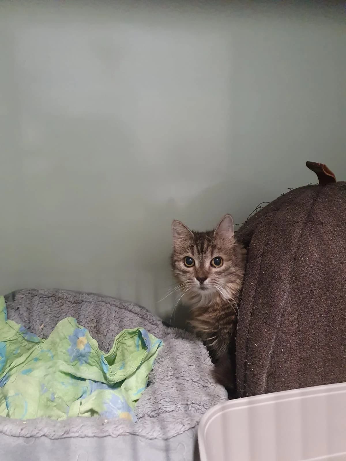 FLOHRI, getigert female mixed breed for adoption at Tierheim Krems, Krems — photo 4 of 4