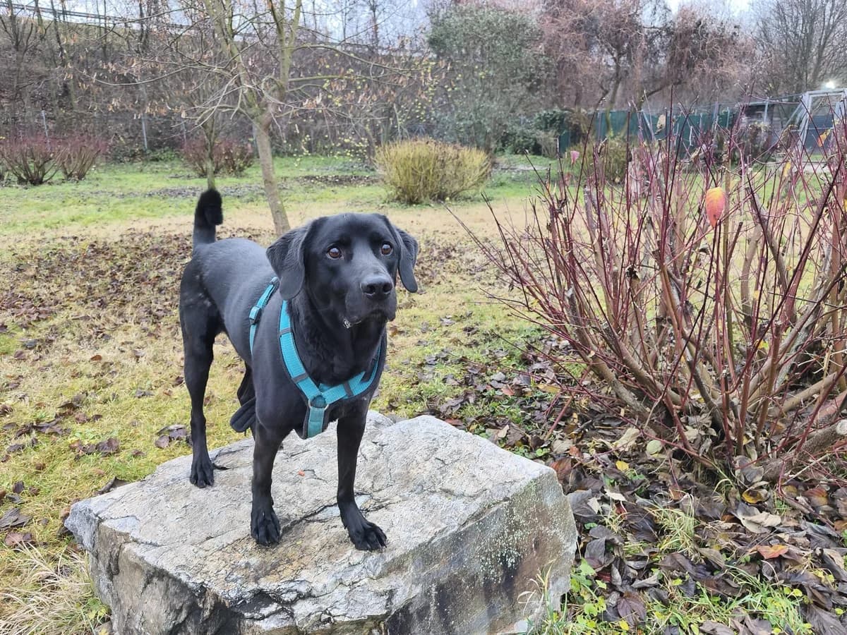 REX, male Labrador Retriever for adoption at Tierheim Krems, Krems