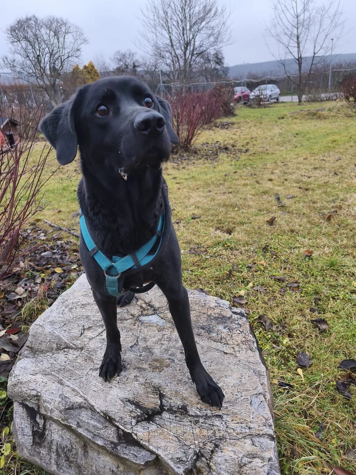 REX, male Labrador Retriever for adoption at Tierheim Krems, Krems — photo 2 of 4