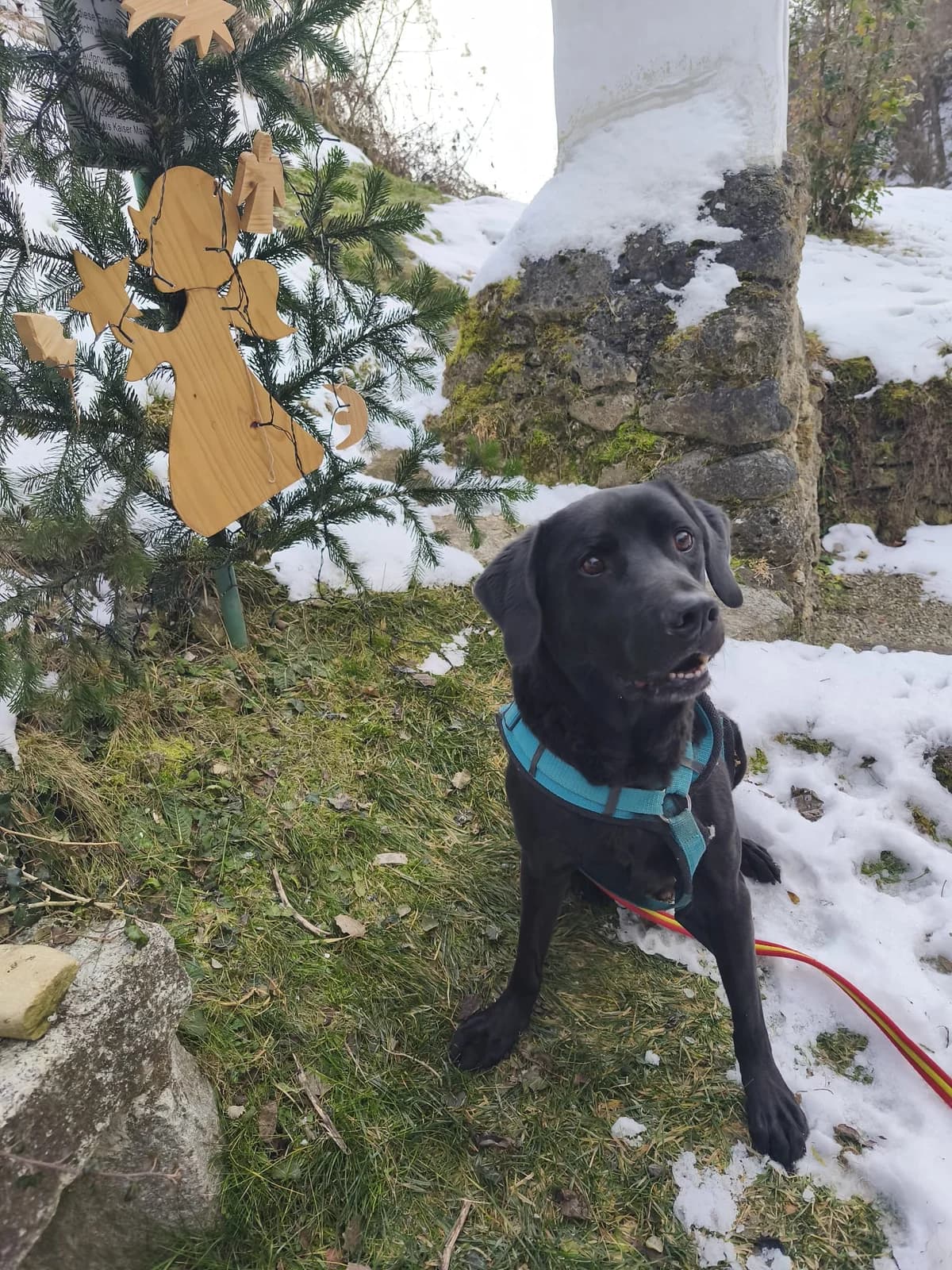 REX, male Labrador Retriever for adoption at Tierheim Krems, Krems — photo 3 of 4