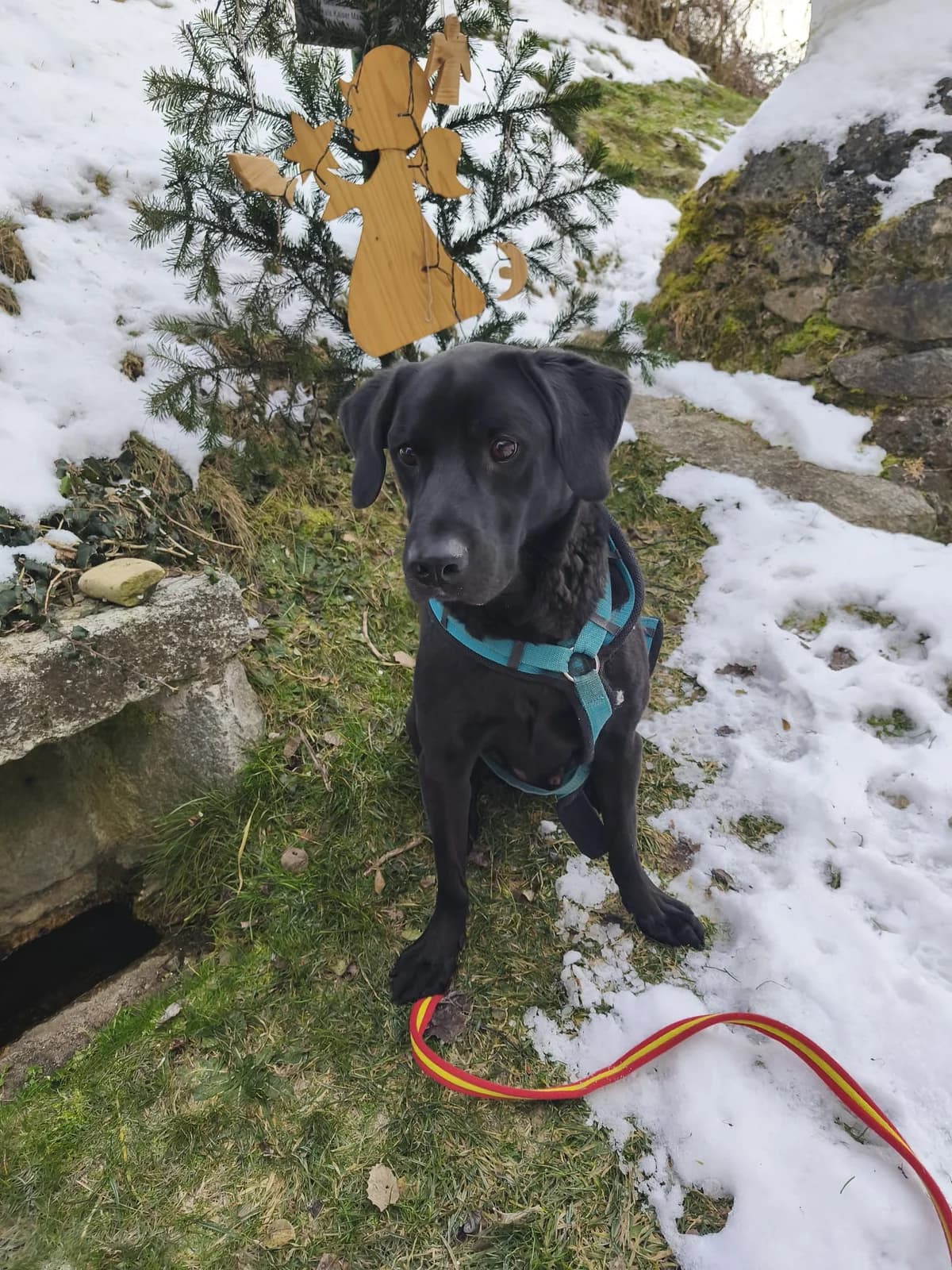 REX, male Labrador Retriever for adoption at Tierheim Krems, Krems — photo 4 of 4
