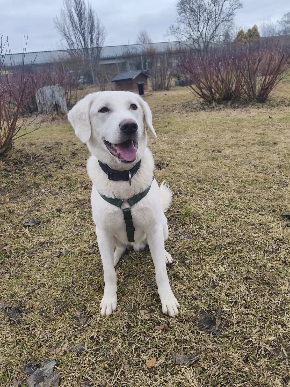 JOKER, male Mixed Breed for adoption at Tierheim Krems, Krems