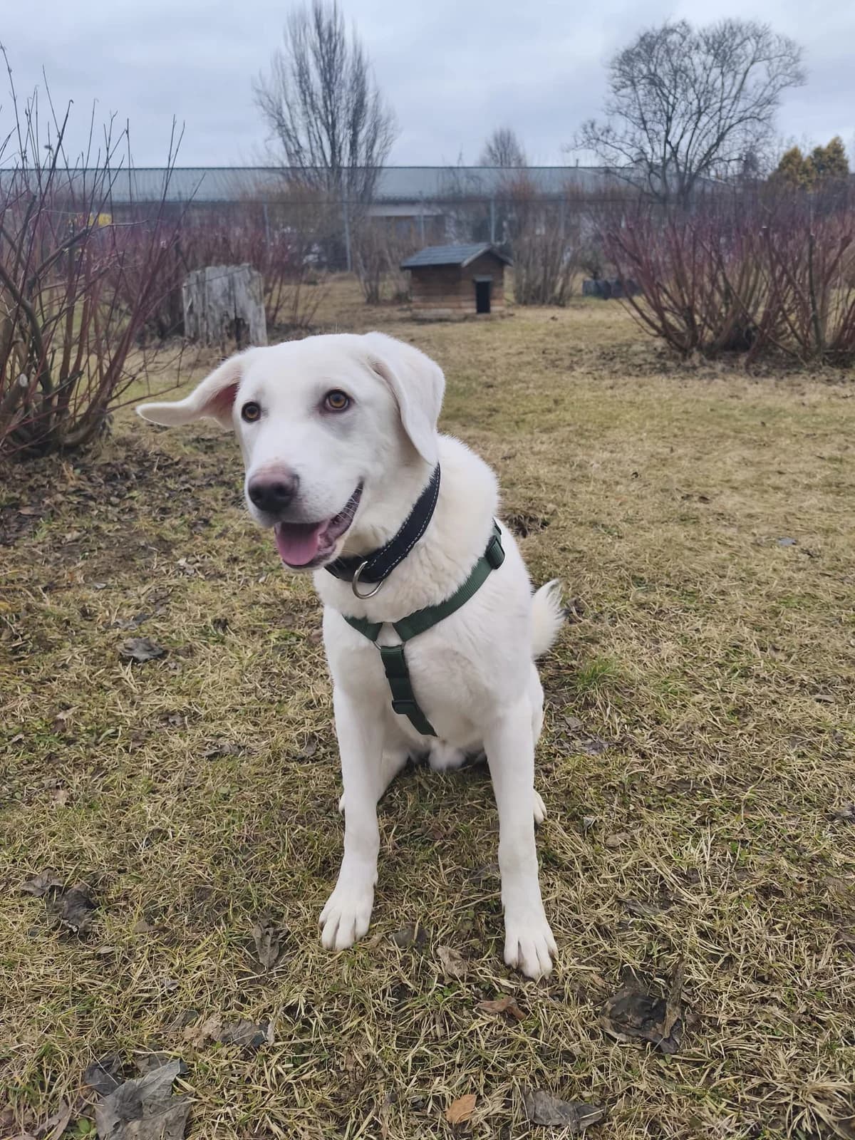 JOKER, male Mixed Breed for adoption at Tierheim Krems, Krems — photo 3 of 3