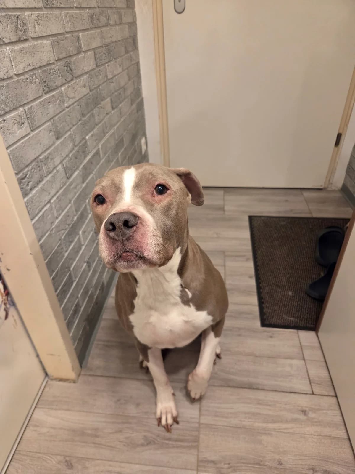 MEXX, male Staffordshire Bull Terrier for adoption at Tierheim Krems, Krems