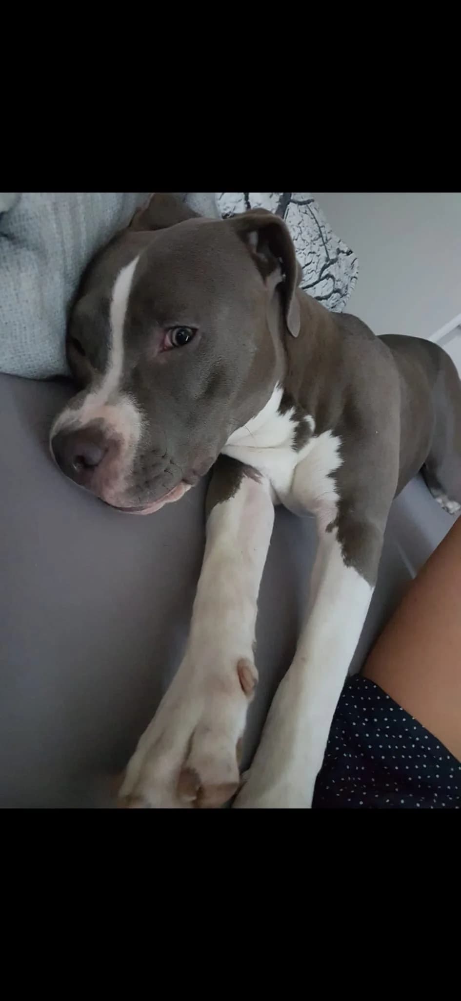 MEXX, male Staffordshire Bull Terrier for adoption at Tierheim Krems, Krems — photo 3 of 4